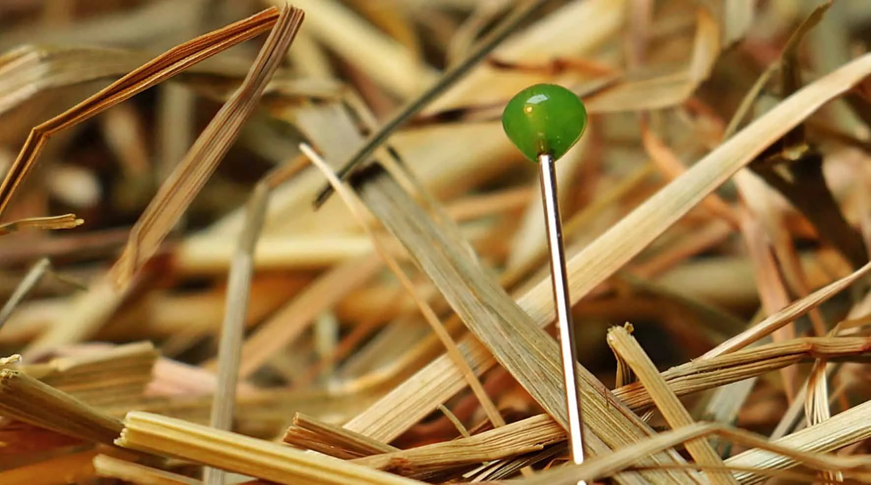 Pin with a green head stuck in a haystack