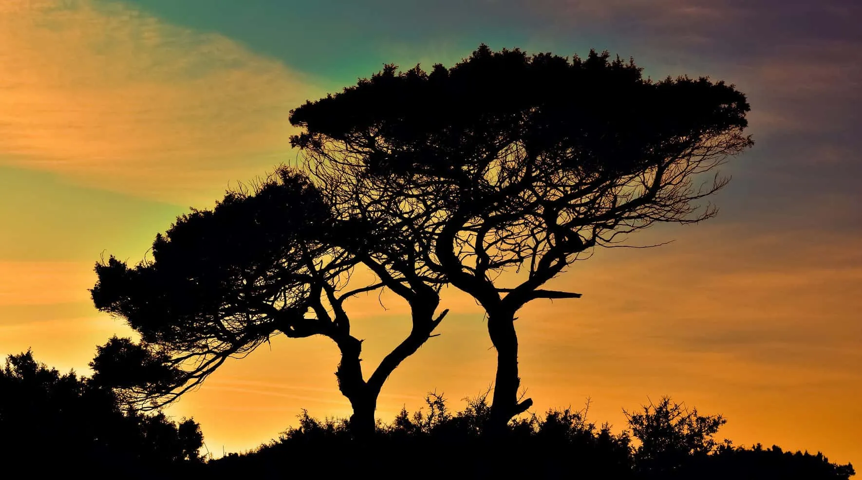 Tree with a widely branched crown silhouetted against an evening sky