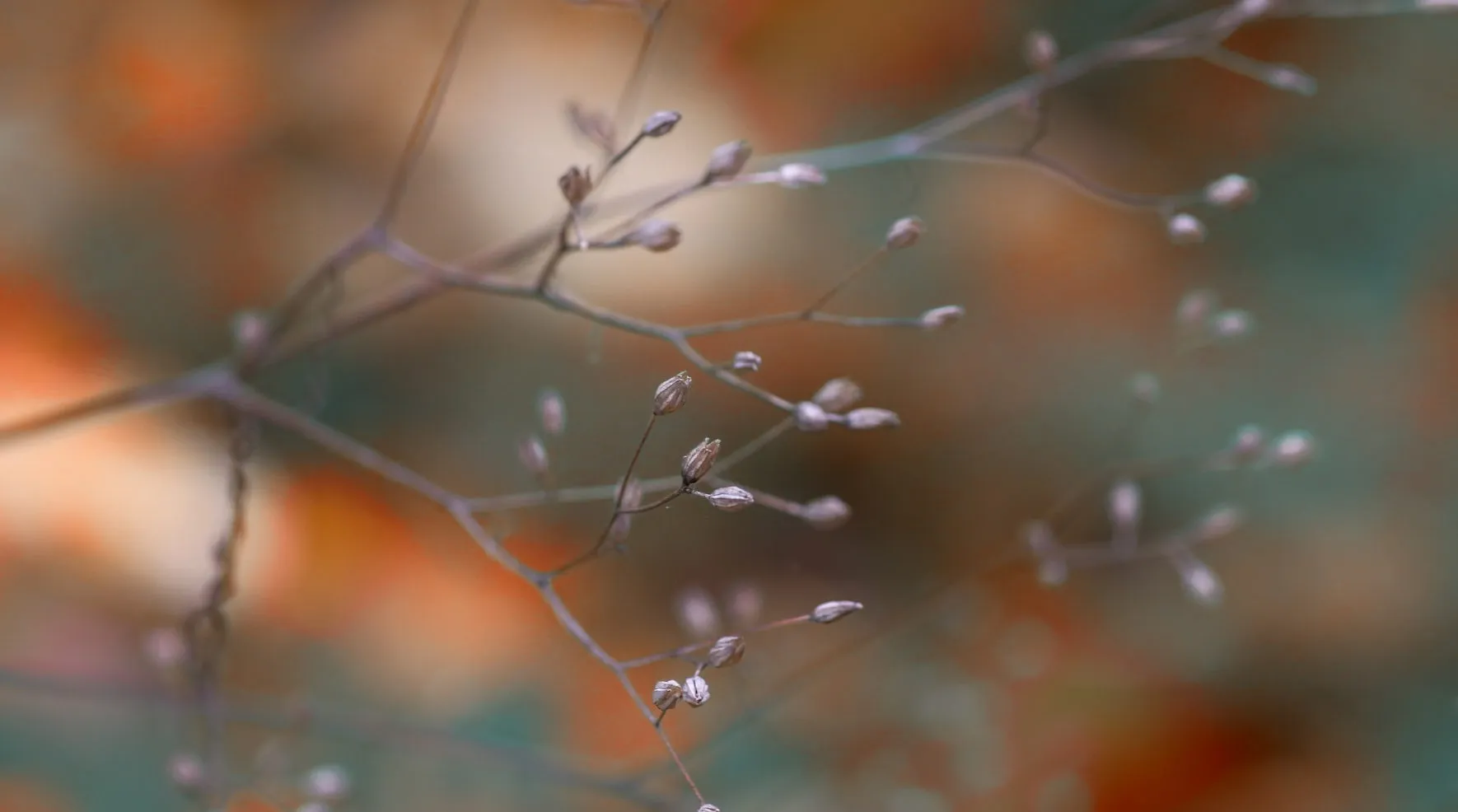 Budding twigs against a blurred autumn background
