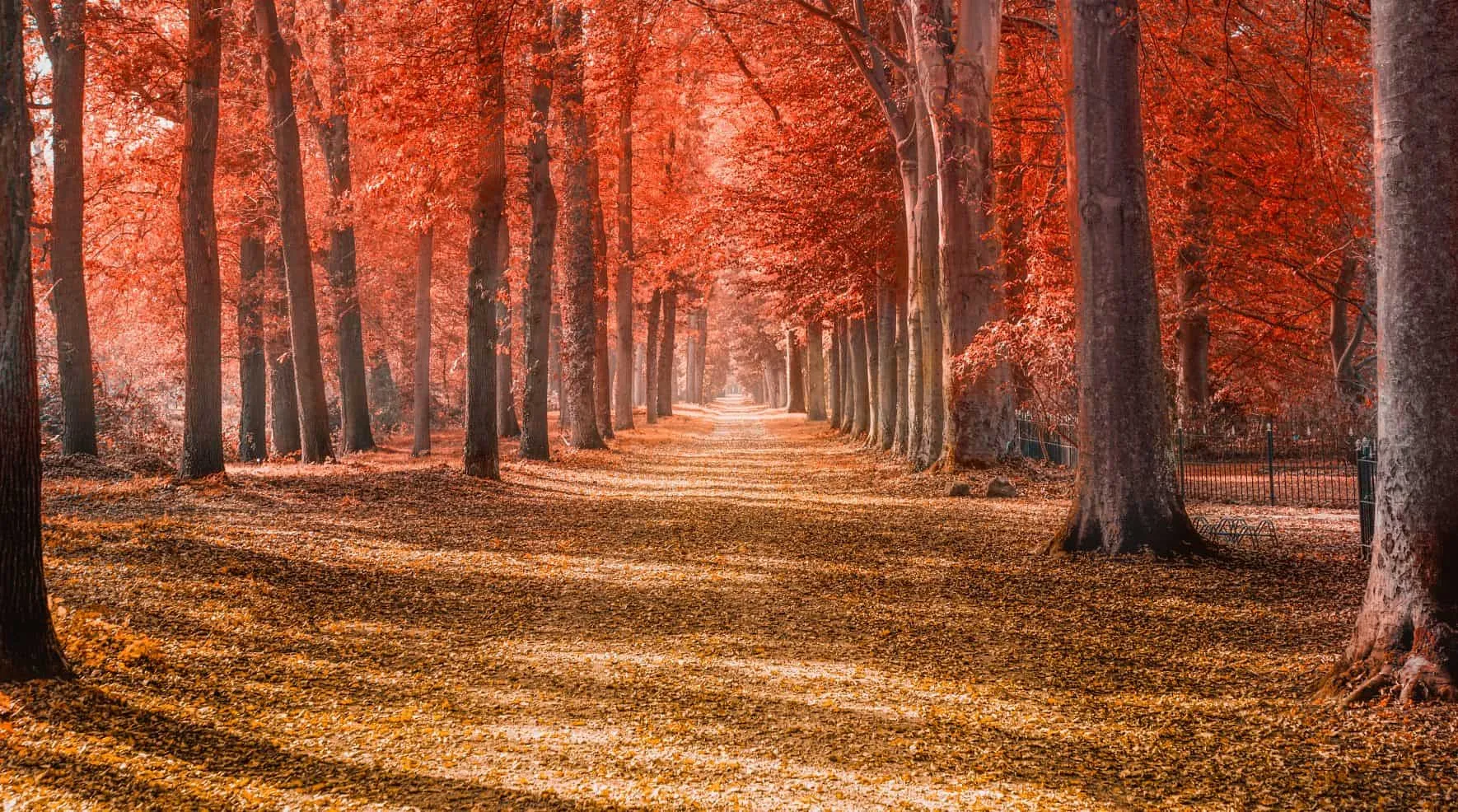 Forest path between trees with red foliage