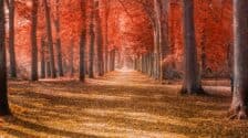 Red Black Tree - Feature Image