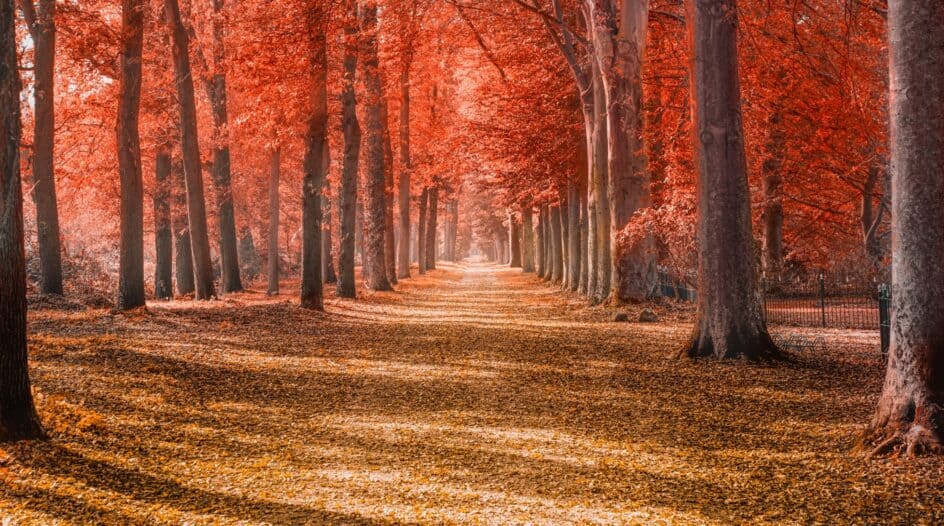 RedBlack Tree (Fully Explained, with Java Code)